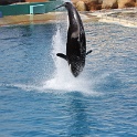 Marineland - Orgues - 018